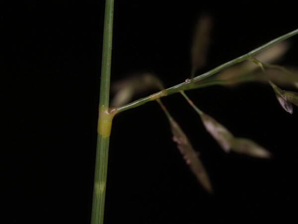 Eragrostis barrelieri Glands