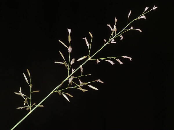 Eragrostis barrelieri Inflorescence