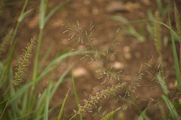 Eragrostis barrelieri Inflorescence