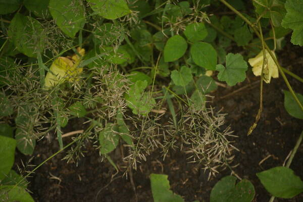 Eragrostis barrelieri Inflorescence