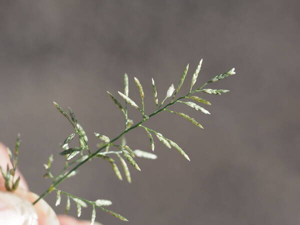 Eragrostis barrelieri Inflorescence