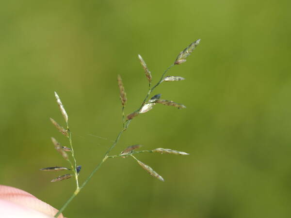 Eragrostis barrelieri Inflorescence