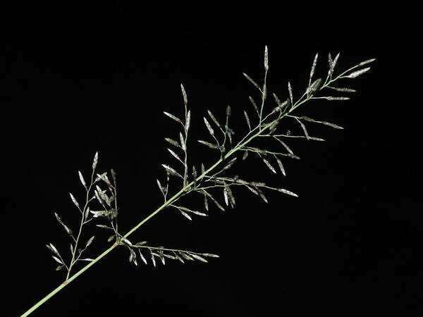 Eragrostis barrelieri Inflorescence