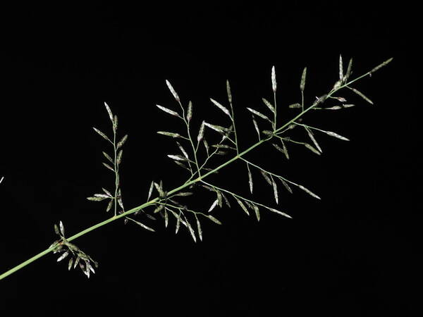 Eragrostis barrelieri Inflorescence