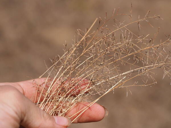 Eragrostis barrelieri Inflorescence