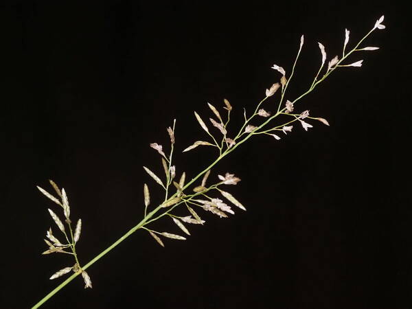 Eragrostis barrelieri Inflorescence