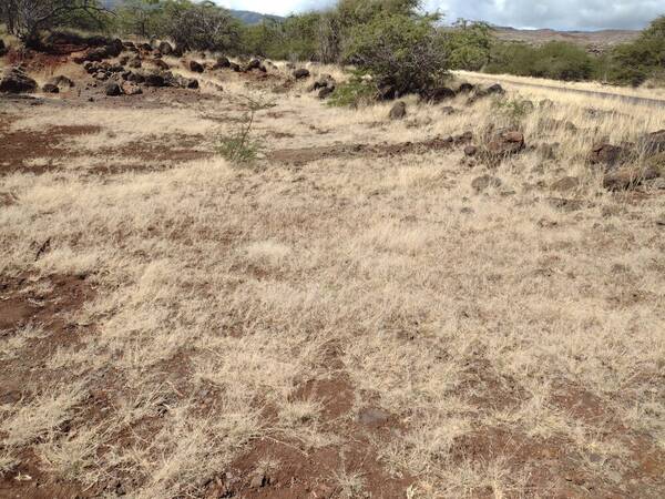 Eragrostis barrelieri Landscape