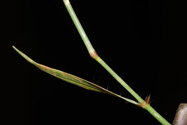 Eragrostis barrelieri Node