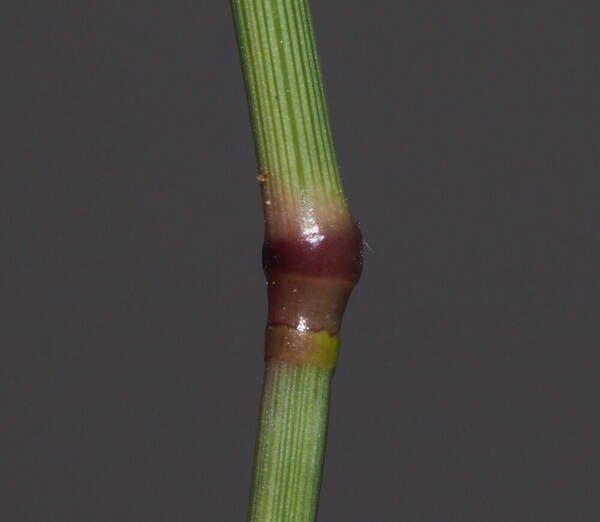 Eragrostis barrelieri Node