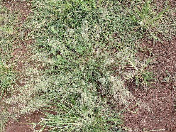 Eragrostis barrelieri Plant