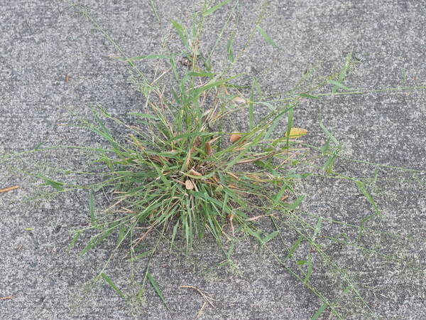 Eragrostis barrelieri Plant