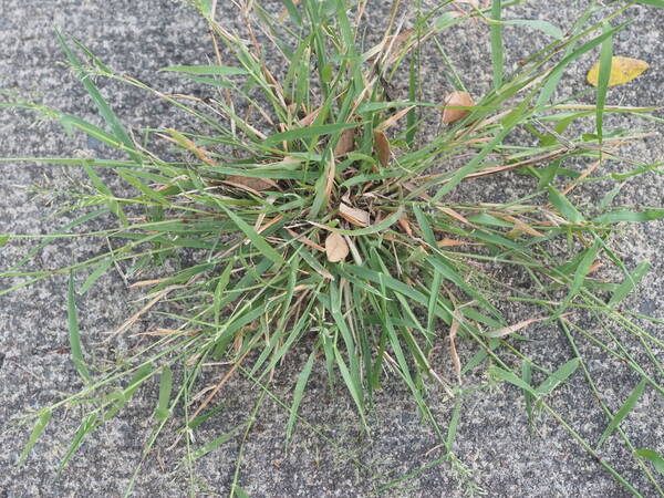 Eragrostis barrelieri Plant