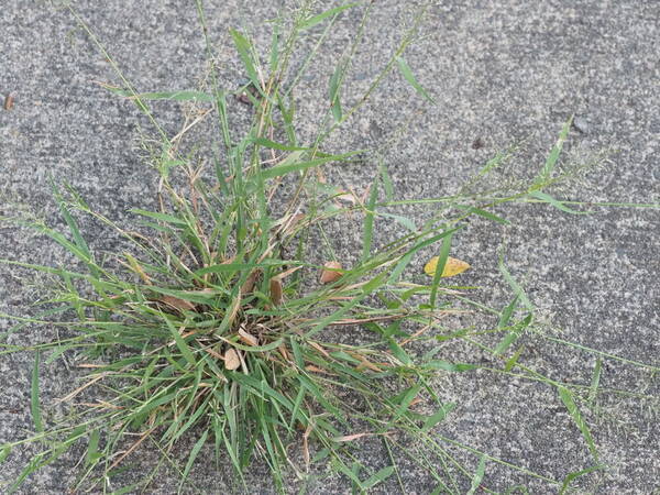 Eragrostis barrelieri Plant