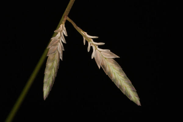 Eragrostis brownii Spikelets