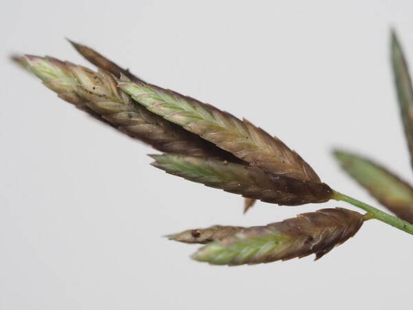 Eragrostis brownii Spikelets