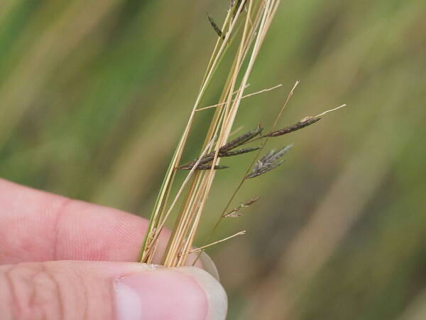 Eragrostis brownii Spikelets