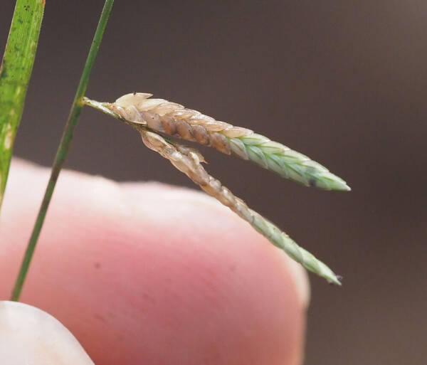 Eragrostis brownii Spikelets