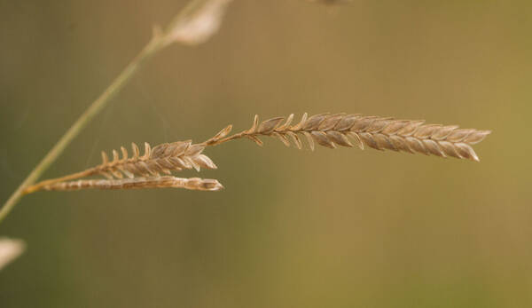 Eragrostis brownii Spikelets