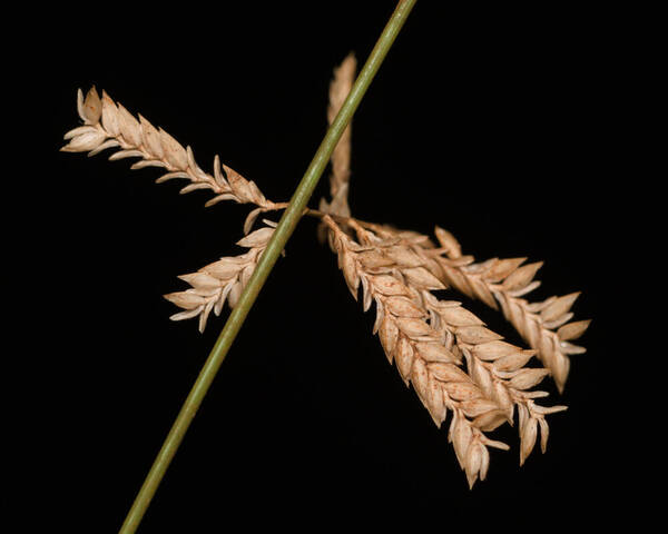 Eragrostis brownii Spikelets