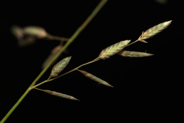 Eragrostis brownii Spikelets