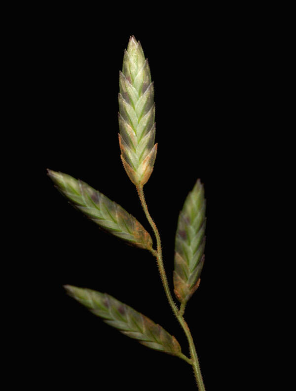 Eragrostis brownii Spikelets