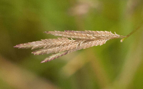 Eragrostis brownii Spikelets