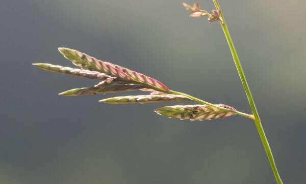 Eragrostis brownii Spikelets