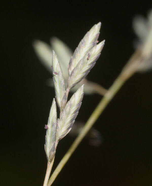 Eragrostis brownii Spikelets