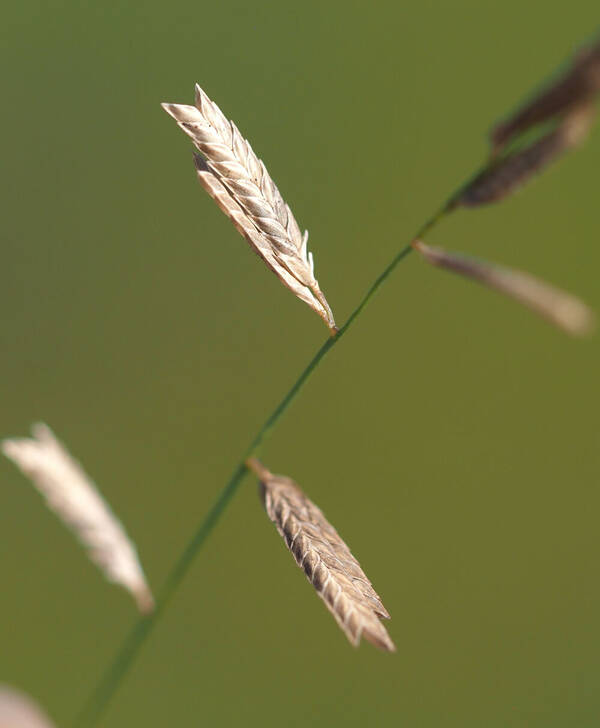 Eragrostis brownii Spikelets