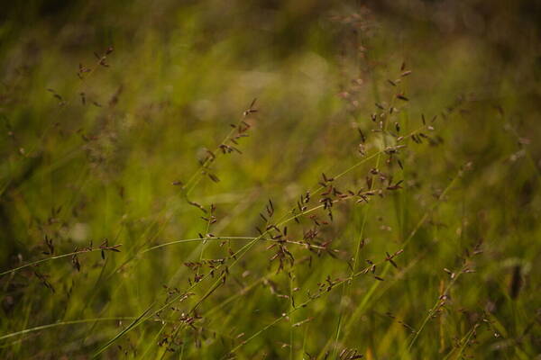 Eragrostis brownii Habit