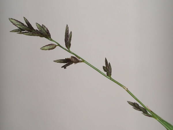 Eragrostis brownii Inflorescence