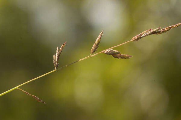 Eragrostis brownii Inflorescence