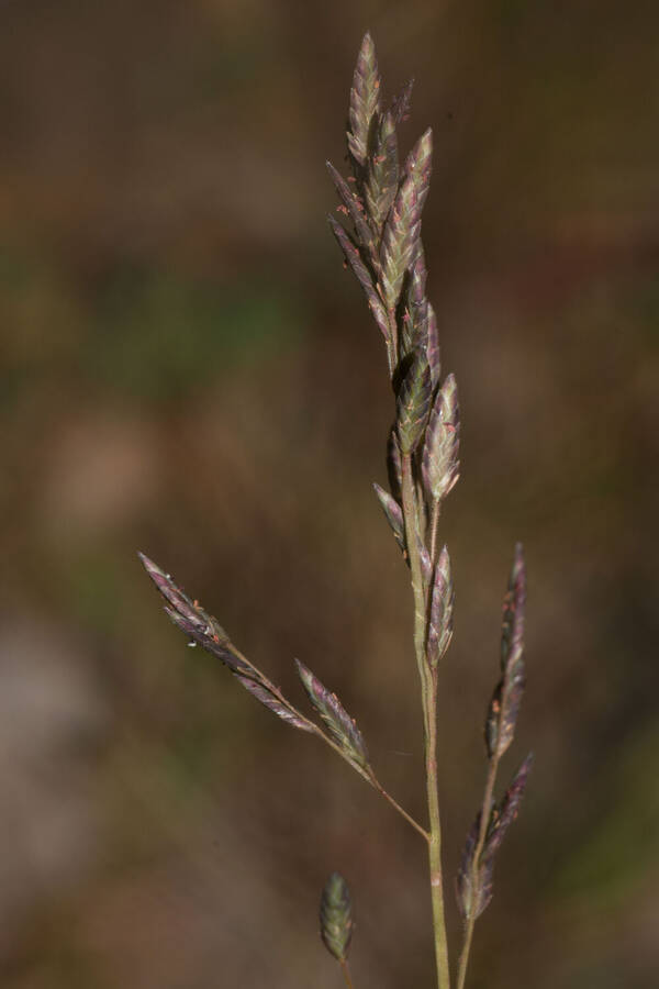 Eragrostis brownii Inflorescence