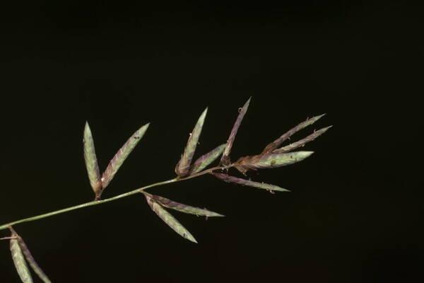 Eragrostis brownii Inflorescence