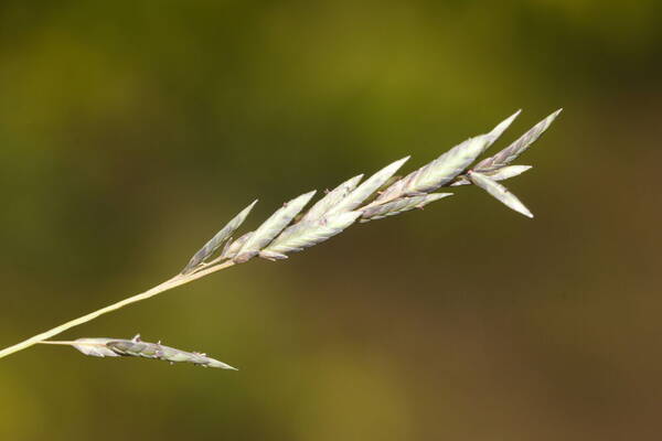 Eragrostis brownii Inflorescence