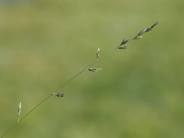 Eragrostis brownii Inflorescence