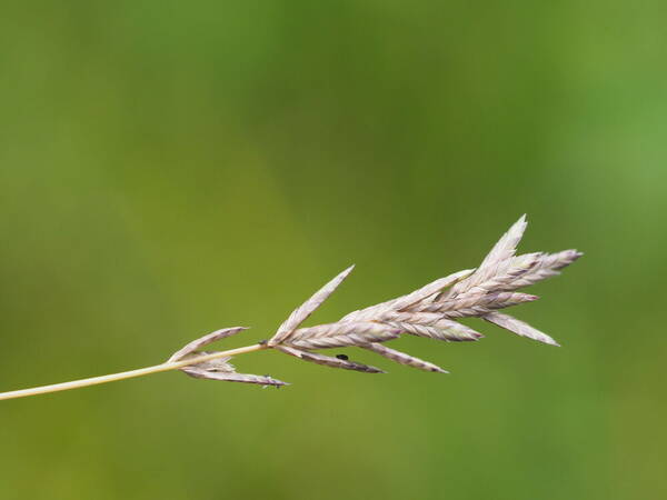 Eragrostis brownii Inflorescence