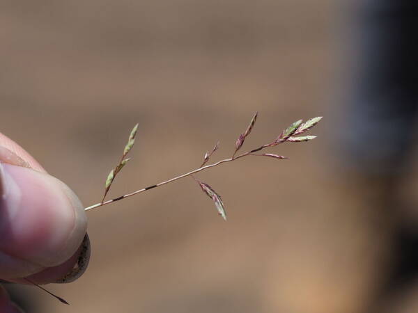 Eragrostis brownii Inflorescence