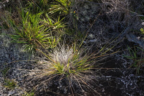 Eragrostis brownii Plant