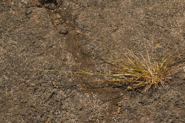 Eragrostis brownii Plant