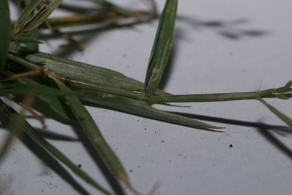 Eragrostis cilianensis Collar