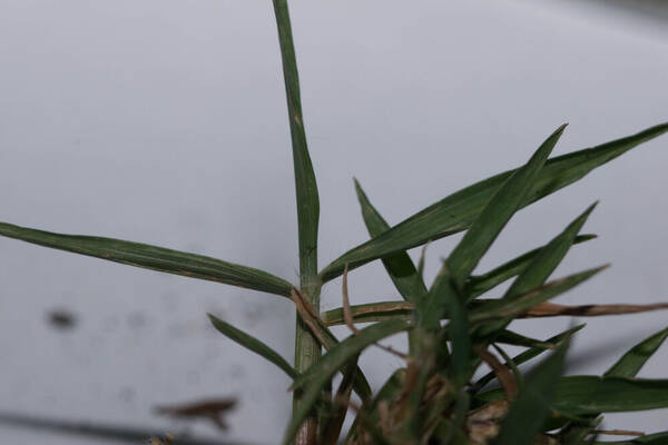 Eragrostis cilianensis Collar