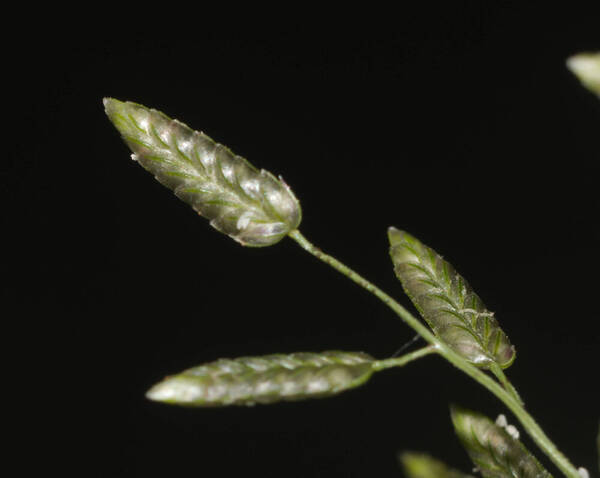 Eragrostis cilianensis Spikelets