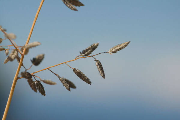 Eragrostis cilianensis Spikelets