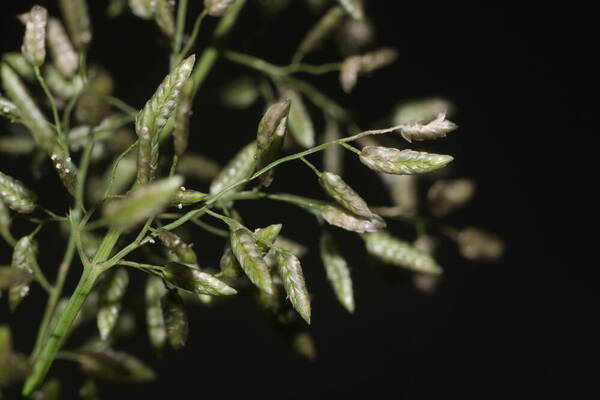 Eragrostis cilianensis Spikelets