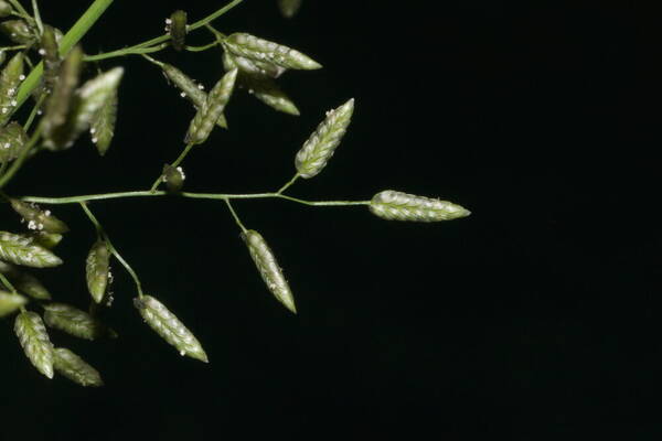 Eragrostis cilianensis Spikelets