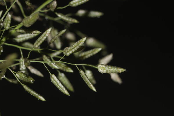 Eragrostis cilianensis Spikelets