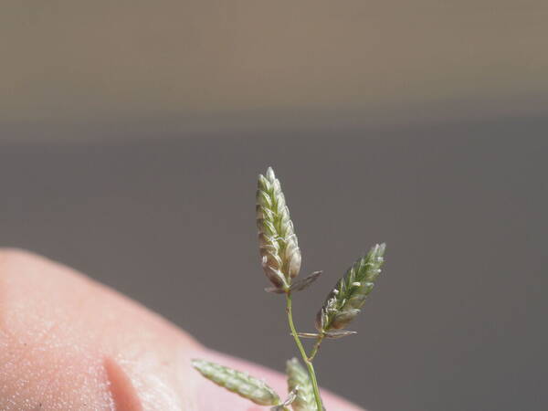 Eragrostis cilianensis Spikelets