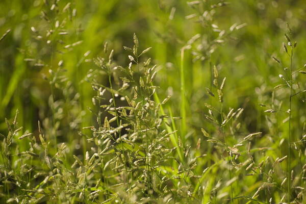 Eragrostis cilianensis Habit