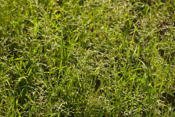 Eragrostis cilianensis Habit